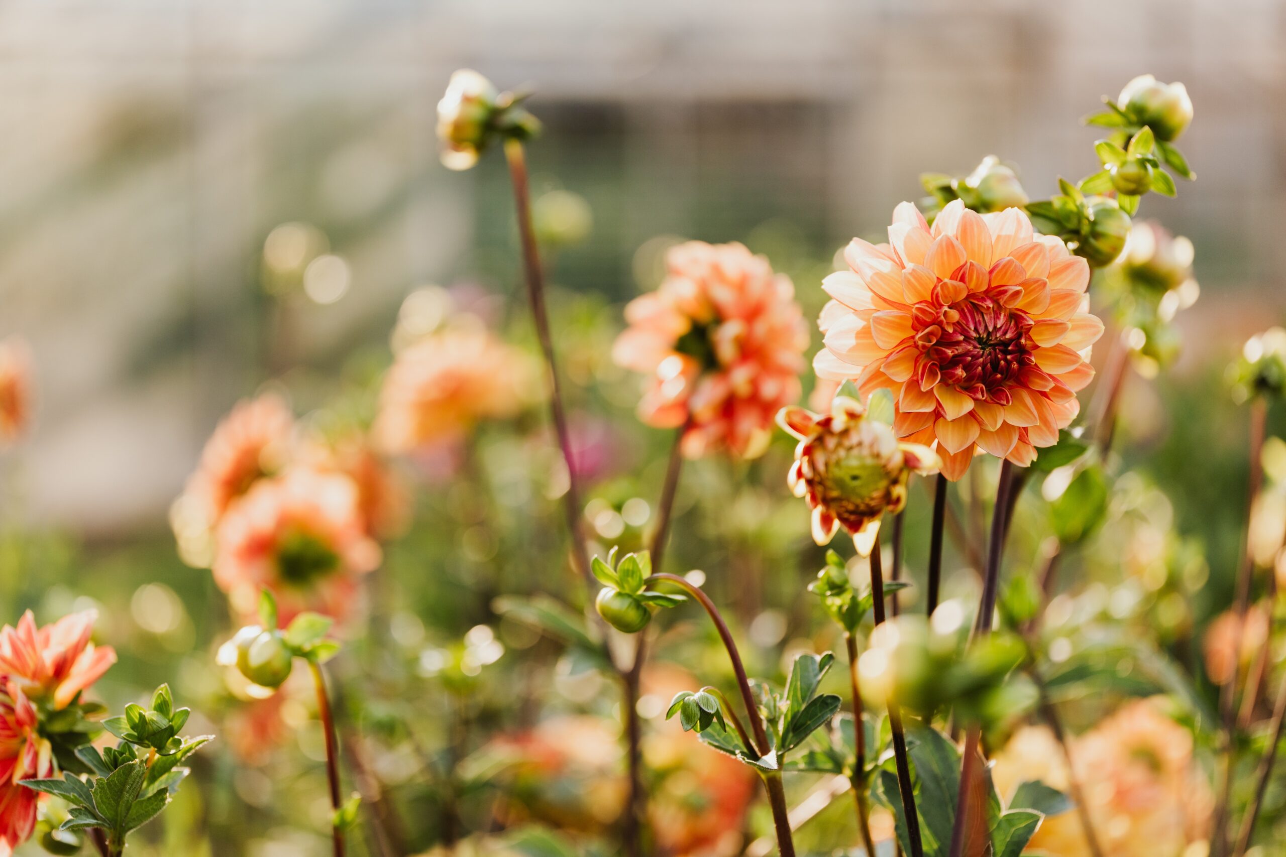 Kevadel müüdavad lillesibulad ja juurikad – mida neist teadma peaksid?