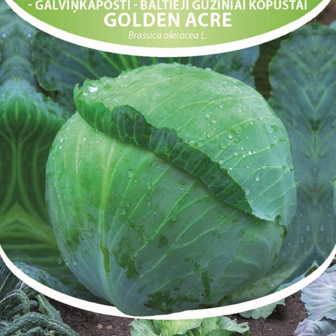  Valge peakapsas Golden Acre Brassica oleracea L. 