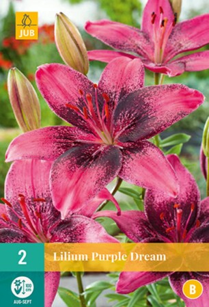  Lillesibul Liilia Asiatic Purple Dream 2tk 