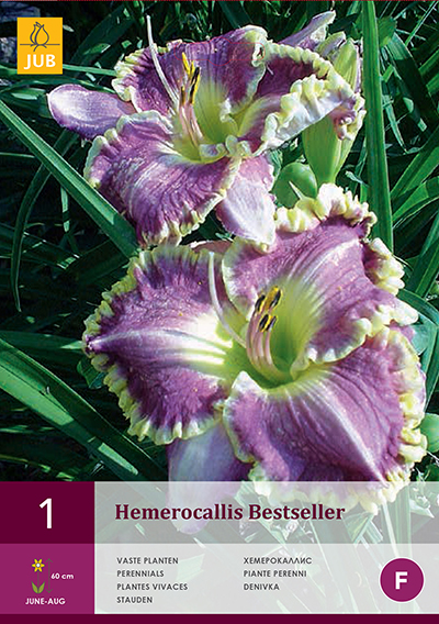 Lillesibul Päevaliilia Hemerocallis Bestseller