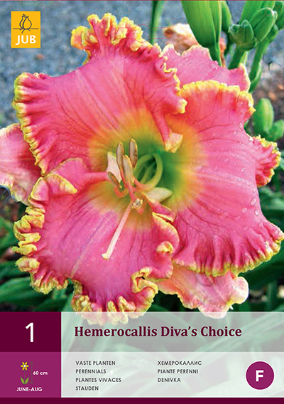  Päevaliilia Hemerocallis Divas Choice 