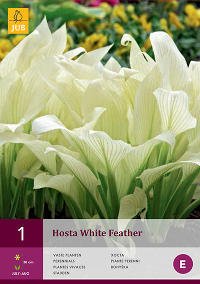  Lillesibul Hosta White Feather 