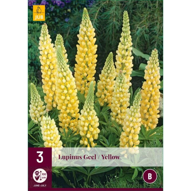  Lupiin Lupinus Creamy/Yellow 3tk 
