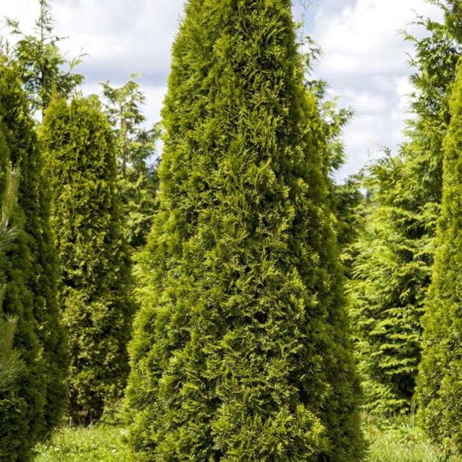 Harilik elupuu 'Smaragd' mullapalliga 60-80cm