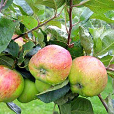  Õunapuu 'Sügisjoonik' 7-liitrises potis h140-180cm 