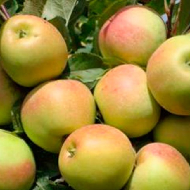  Õunapuu 'Zarja Alatau' 7-liitrises potis h140-180cm 