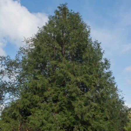  Hiibapuu P19 25-30cm 