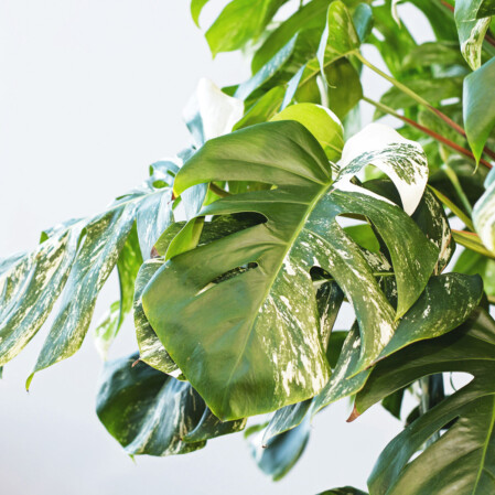  Meeldiv monstera 'Variegata' P33 110cm 