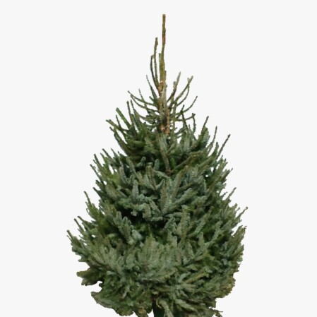  Lõigatud jõulupuu serbia kuusk 150-175cm Eestis kasvatatud! 