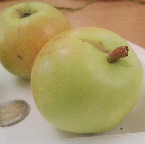  Õunapuu 'Konfetnoje' 7-liitrises potis h150-270cm 