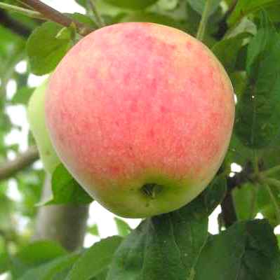 Õunapuu 'Krügeri tuviõun' 7-liitrises potis h140-180cm