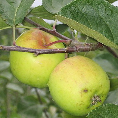 Õunapuu 'Liivi Kuldrenett' 7-liitrises potis h140-180cm