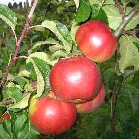  Õunapuu 'Antei' C7 140-180cm 