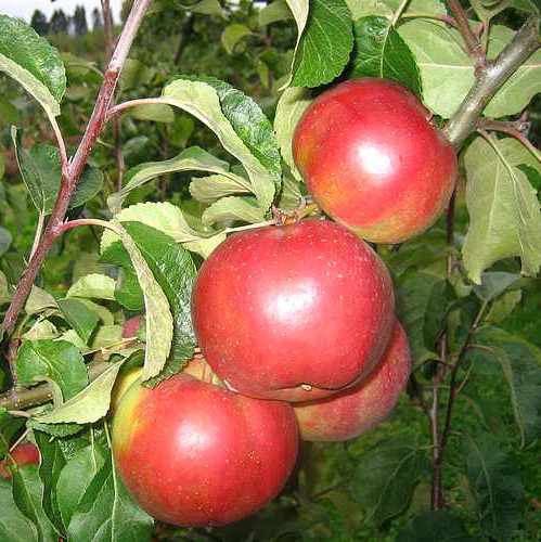  Õunapuu 'Antei' C7 140-180cm 