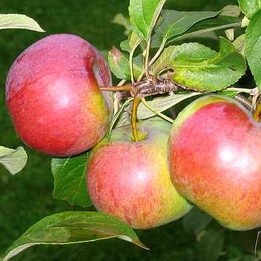  Õunapuu 'Cortland' C7 140-180cm 