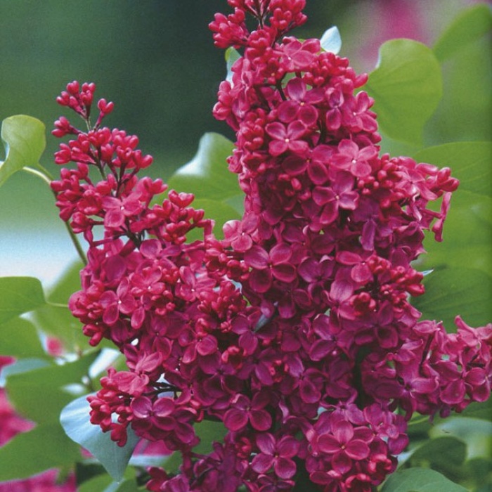 Image of Syringa meyeri 'Krasnaya Moskva' photo