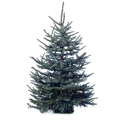  Lõigatud jõulupuu torkav kuusk 150-175cm 
