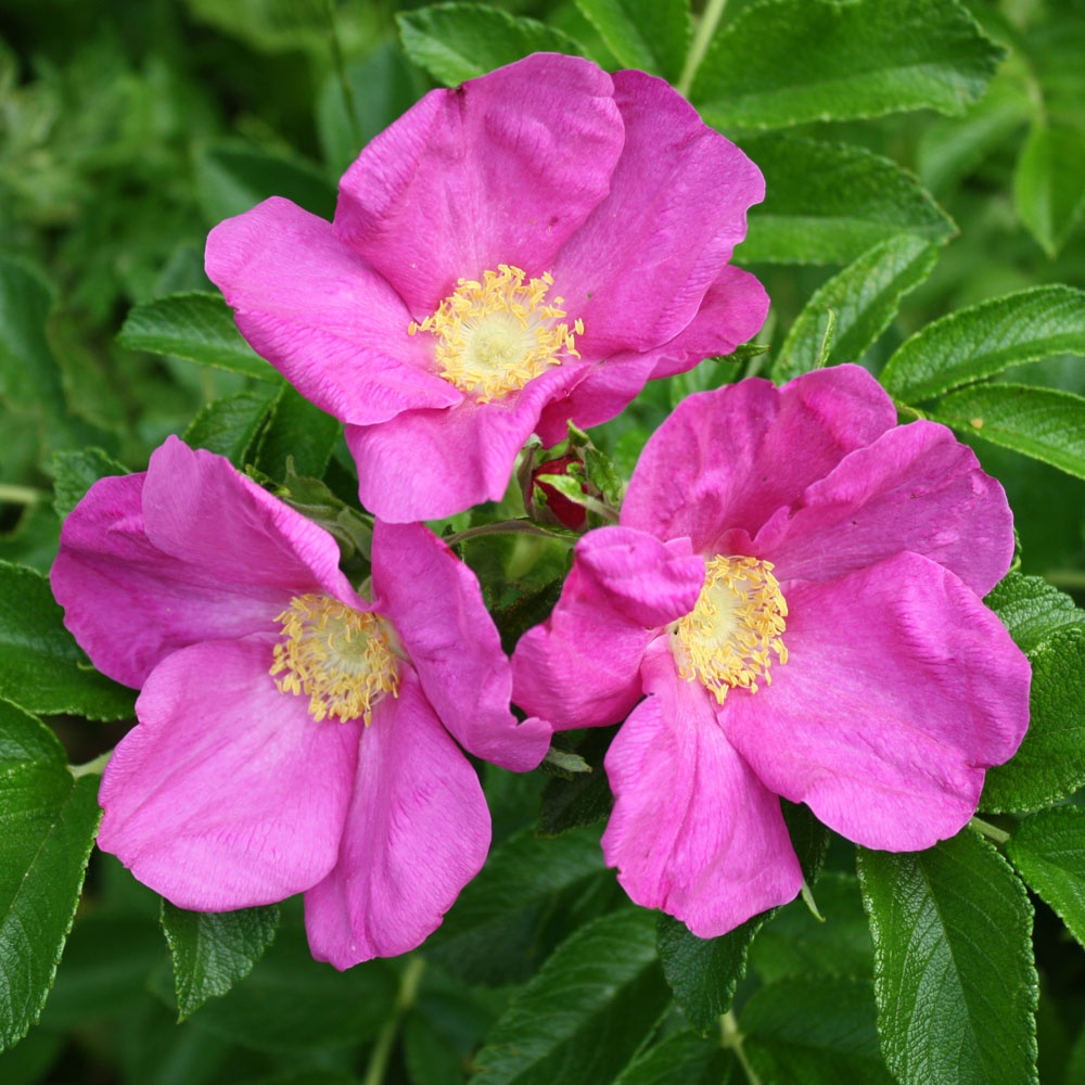 Kurdlehine kibuvits 'Rubra' C2 - Hortes