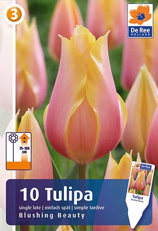  Lillesibul tulp 'Blushing Beauty' 11/12 10 tk 