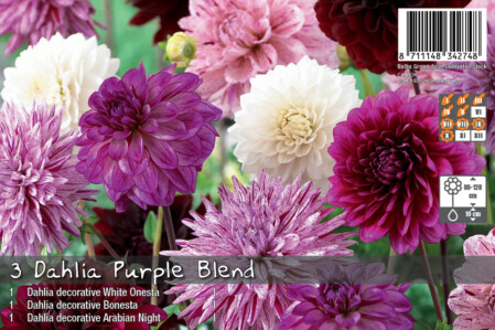  Lillesibul daalia 'Purple Blend' 3tk 