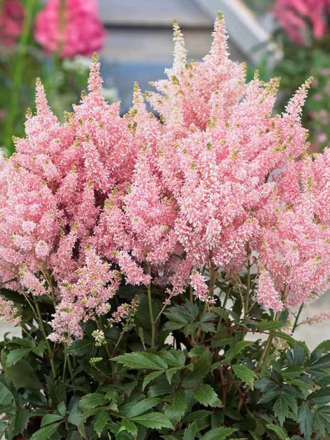 Lillesibul astilbe 'Younique Silvery Pink' 1tk