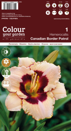  Lillesibul päevaliilia 'Canadian Border Patrol' 1tk 
