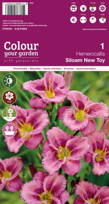 Lillesibul päevaliilia 'Siloam New Toy' 1 tk