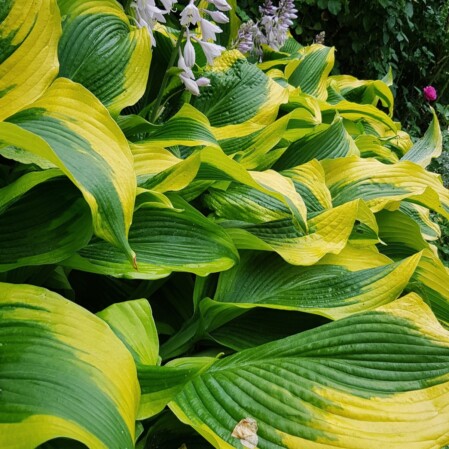  Hosta 'Atlantis' C2 