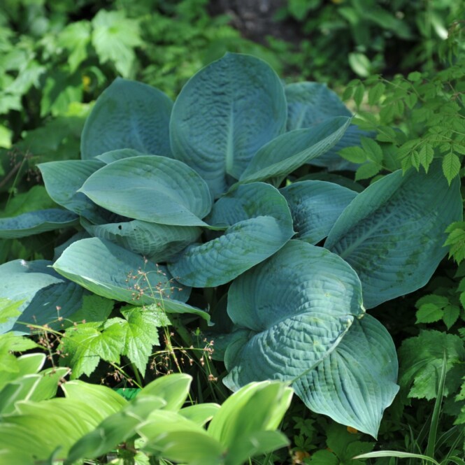  Hosta 'Blue Vision' C2 