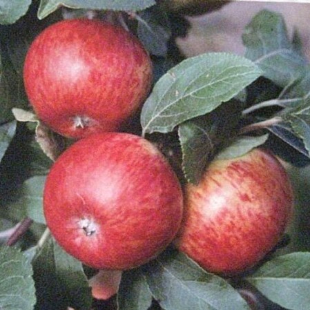  Õunapuu 'Pirja' C25 150-270cm 