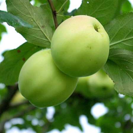  Õunapuu 'Kaja' 7-liitrises potis h140-180 