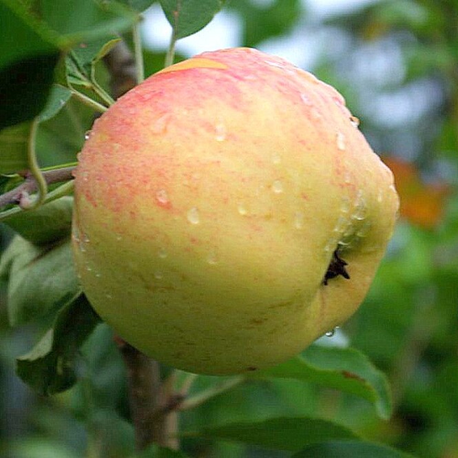  Õunapuu 'Tiina' C25 150-270cm 
