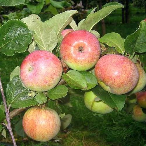  Õunapuu 'Katre' 7-liitrises potis h140-180cm 