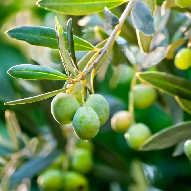  Õlipuu ehk oliivipuu P19 90cm 