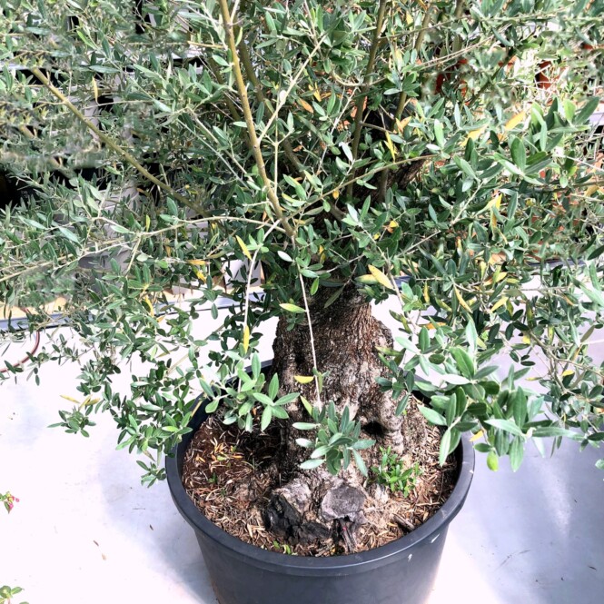  Õlipuu ehk oliivipuu tüvel P90 250cm 
