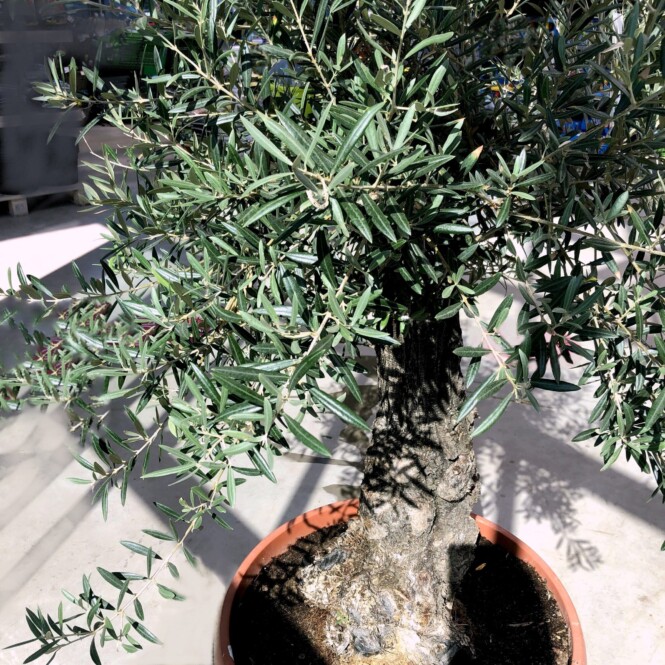 Õlipuu ehk oliivipuu bonsai C130/200 