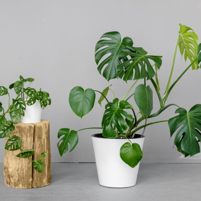  Meeldiv monstera P27 145cm 