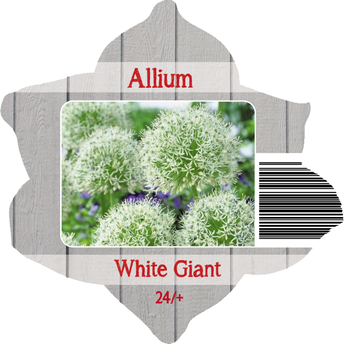  Lillesibul Pick & Mix lauk 'White Giant' 24/+ 1 tk 