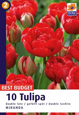  Lillesibul tulp 'Miranda' 10/11 10 tk 