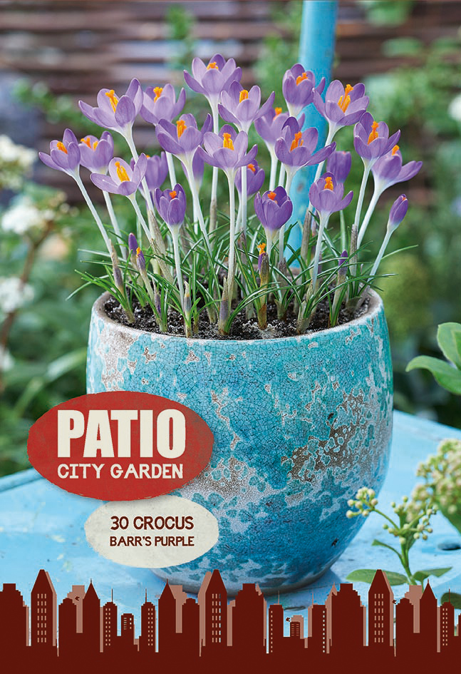  Lillesibul Patio Garden krookus 'Barr's Purple'30tk 