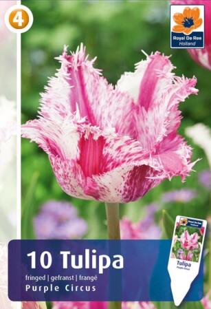  Lillesibul tulp 'Purple Circus' 11/12 10 tk 
