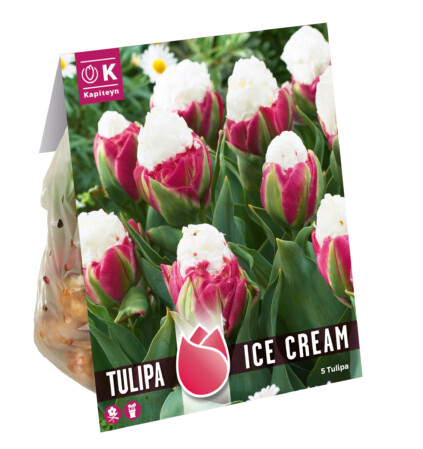  Tulp 'Ice Cream' 11/+ 5 tk 