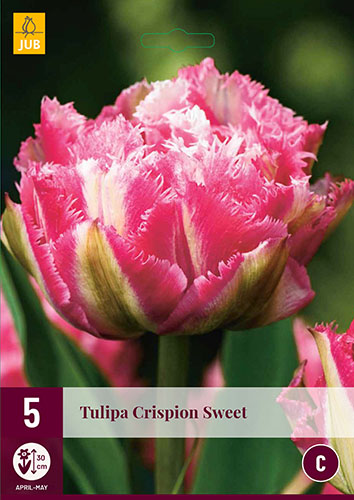  Tulp Crispion Sweet 5tk 