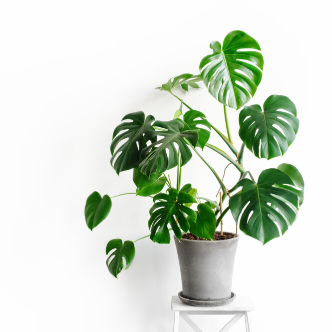  Meeldiv monstera P27 180cm 