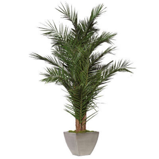  Kanaari datlipalm 'Yuruguano' 220cm 