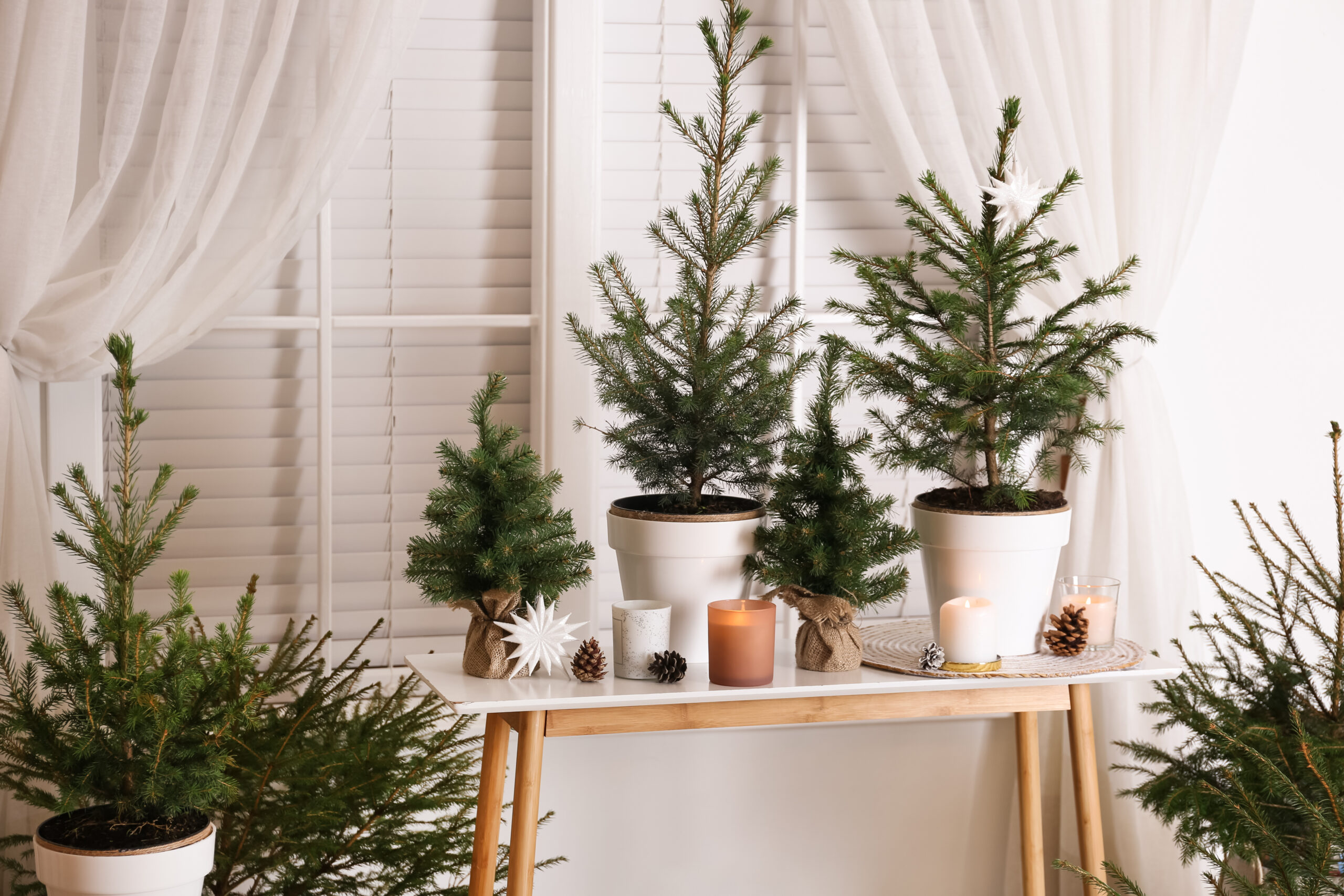 Potijõulupuu hooldus - mida teha enne ja pärast jõule