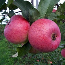  Õunapuu 'Auksis' C25 200-250cm 