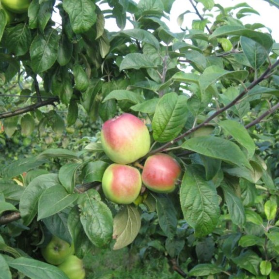  Õunapuu 'Liivika' C25 200-250cm 