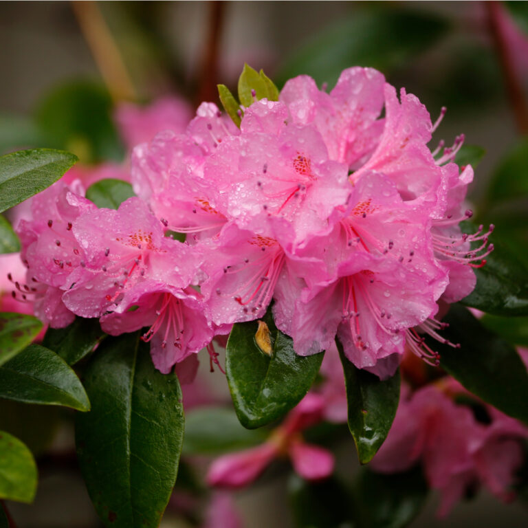  Rododendron 'English Roseum' C5 30-40cm 