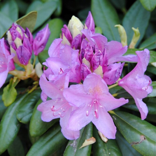 Katavba rododendron 'Catawbiense Grandiflorum' 4-liitrises potis h30-40cm